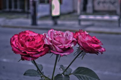 Close-up of pink rose