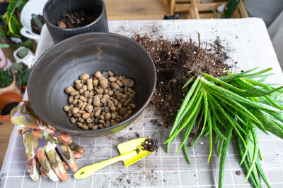 High angle view of potted plant