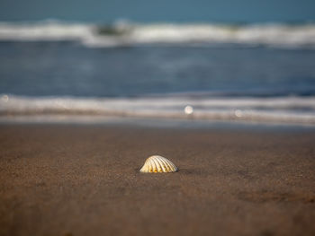 Close-up of seashell on beach