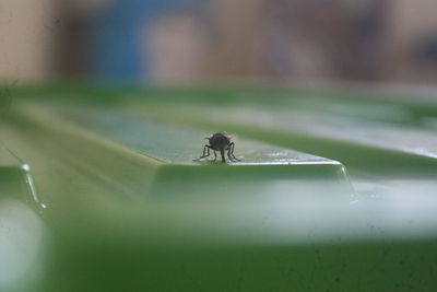 Close-up of housefly