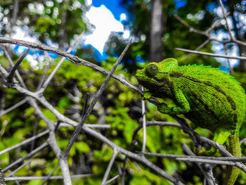 Close-up of bird perching on branch