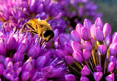 Close-up of bee pollinating on pink flower