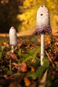 Close-up of mushroom growing on field