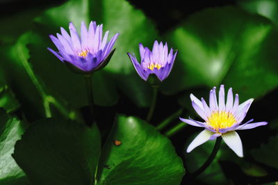 Close-up of purple water lily blooming outdoors