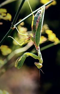 Close-up of plant