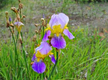 Close-up of purple flowers blooming in field