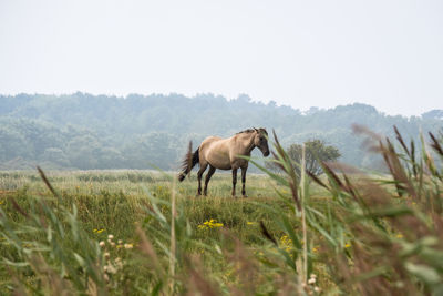 Horses in a field
