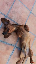 High angle view of dog relaxing on tiled floor