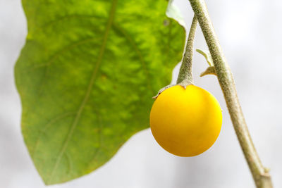 Close-up of lemon growing on tree