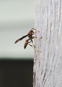 Close-up of bee