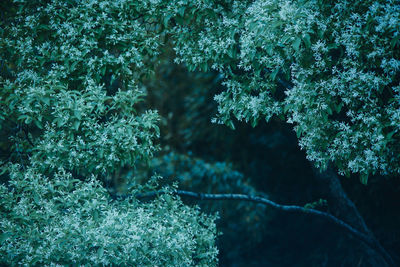 Close-up of fresh green plants in forest