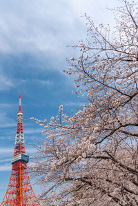 Tokyo tower and sakura cherry blossom in spring season at tokyo, japan.