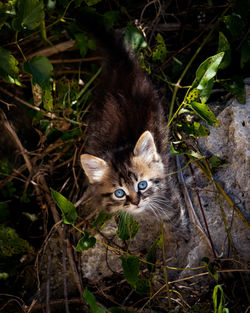 Portrait of kitten on ground