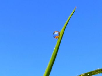 Low angle view of green plant against blue sky