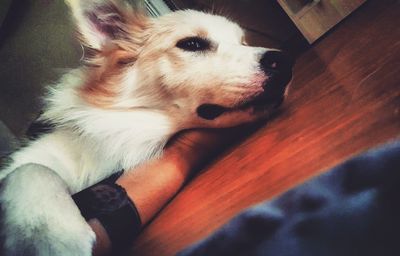 Portrait of dog