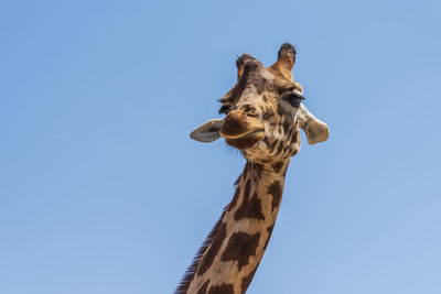 Low angle view of giraffe against clear sky