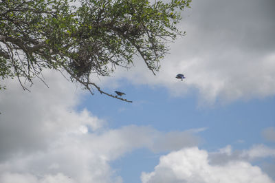 Low angle view of eagle flying against sky