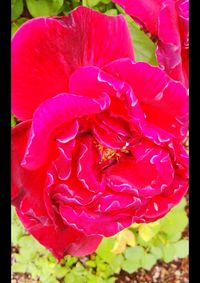 Close-up of pink flower