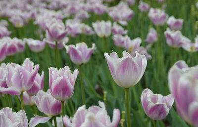 Close-up of pink flowers