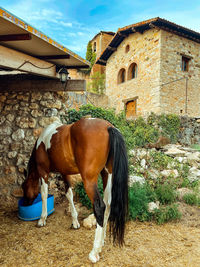 Horse standing in a field