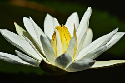 Close-up of white crocus flower