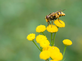 Close-up of bee pollinating on yellow flower