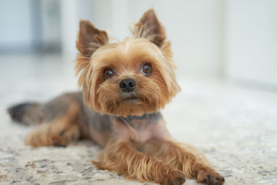 Portrait of dog relaxing on floor at home