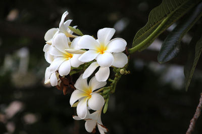 Close-up of white flowering plant