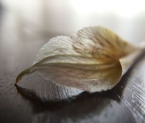 Close-up of fallen petal on wood