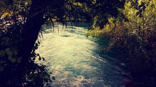 Scenic view of trees by river