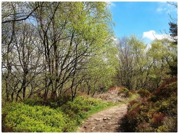 Narrow pathway along trees