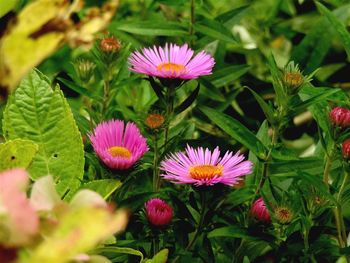 Close-up of pink flowers blooming outdoors