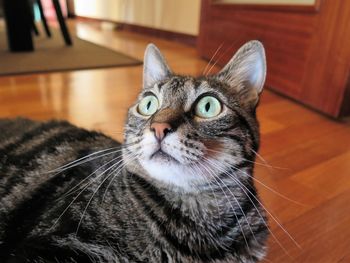 Close-up portrait of a cat at home