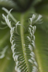 Close-up of fern leaves