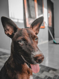 Close-up portrait of dog looking at camera