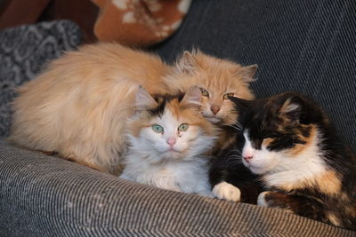 Cats relaxing on sofa