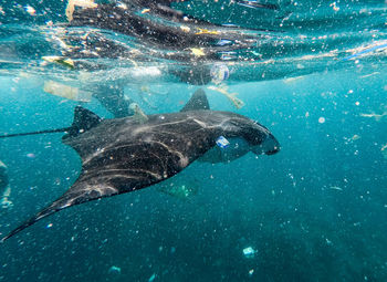 Fish swimming in sea