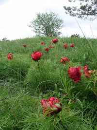 Close-up of poppies on field against sky