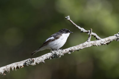 Close-up of bird perching on branch