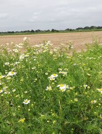 Scenic view of flowering plants on field against sky