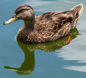 Close-up of mallard duck swimming on lake