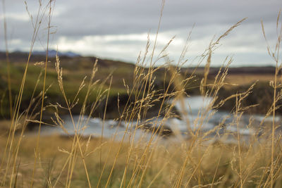 Close-up of grass against sky