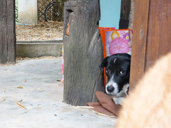 Portrait of black dog relaxing on wood