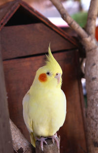 Close-up of parrot perching on wood