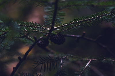Close-up of pine tree branch