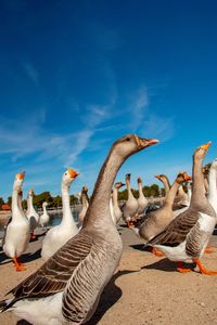 Flock of birds in the sea against blue sky