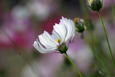 Close-up of white flowering plant