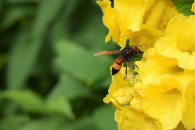 Close-up of insect on yellow flower