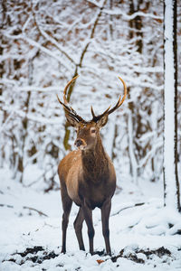 Deer standing on snow covered field