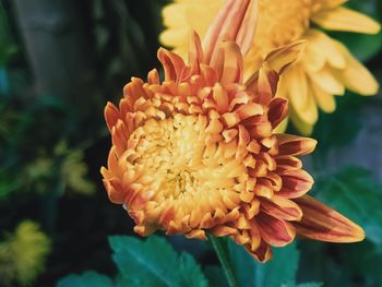 Close-up of dahlia